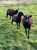Bewezen dekram te koop, Dieren en Toebehoren, Schapen, Geiten en Varkens, Mannelijk, Schaap