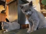 Britse korthaar kittens met stamboom en kruisingen, Dieren en Toebehoren, Meerdere dieren, Gechipt, 0 tot 2 jaar