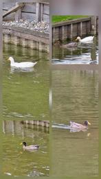 Saksische loopeenden, Dieren en Toebehoren, Meerdere dieren