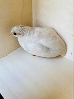 Koppel chinese dwergkwartels, Dieren en Toebehoren, Meerdere dieren, Overige soorten