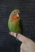 Jonge Agapornis Roseicolli | Baby´s | Handtam | Div. Kleuren, Dieren en Toebehoren, Meerdere dieren, Dwergpapegaai of Agapornis