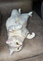 Brits korthaar Blue Silver tabby blotched (OPTIE), Poes, Gechipt, 6 jaar of ouder