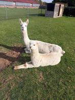 alpaca hengstveulen, Juli, Mannelijk