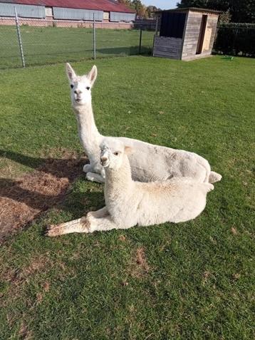 alpaca hengstveulen beschikbaar voor biedingen