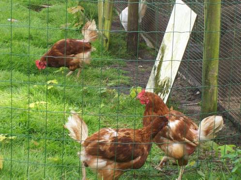 T.K. 3 jonge bruine leghennen 1 jaar en 7 van 2 jaar, Dieren en Toebehoren, Pluimvee, Kip, Vrouwelijk