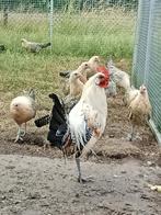 Mooie Friese citroenpel kriel kippen tegen de leg, Dieren en Toebehoren, Pluimvee, Vrouwelijk, Kip