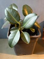 Ficus, Ophalen, Ficus, Halfschaduw, In pot