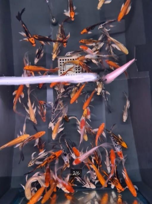 Import HQ Vlinderkoi mix ca 12/ 14 cm - Koidreams Valburg, Dieren en Toebehoren, Vissen | Vijvervissen, Karper of Koi