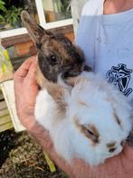 Konijnen & konijnen hok in Maasdijk, Meerdere dieren, Middelgroot, 3 tot 5 jaar