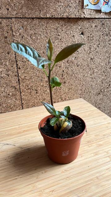 Kleine meerstammige avocadoplant beschikbaar voor biedingen
