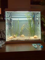 Superfish start 30 aquarium, Dieren en Toebehoren, Vissen | Aquaria en Toebehoren, Ophalen, Zo goed als nieuw, Leeg aquarium