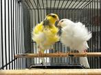 Noordhollandse Frise koppel, Dieren en Toebehoren, Vogels | Kanaries, Meerdere dieren, Postuurkanarie