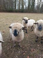 Hampshire down ram, Dieren en Toebehoren, Mannelijk, Schaap