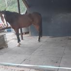 PVC Stalmatten stal mat stalmat voor paard pony, Dieren en Toebehoren, Stalling en Weidegang, Stalling