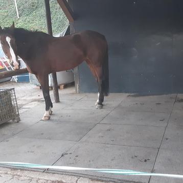 PVC Stalmatten stal mat stalmat voor paard pony beschikbaar voor biedingen