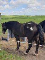 Appaloosa pony, 150, ruin, Dieren en Toebehoren, Hengst
