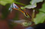 Endler gyppy - baby, Dieren en Toebehoren, Vissen | Aquariumvissen, Vis