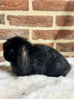 Prachtige jonge minilop voedster mag 23 januari verhuizen, Dieren en Toebehoren, Vrouwelijk, Dwerg, Hangoor, 0 tot 2 jaar