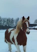 Barock Pinto x Tinker, Dieren en Toebehoren, Paarden, 0 tot 2 jaar, 160 tot 165 cm, Onbeleerd, Recreatiepaard
