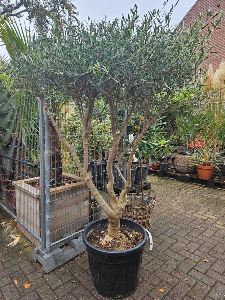 Olijfboom meerstammig: nu 249 euro, Tuin en Terras, Planten | Bomen, Olijfboom, 100 tot 250 cm, Volle zon, Zomer, In pot, Ophalen of Verzenden
