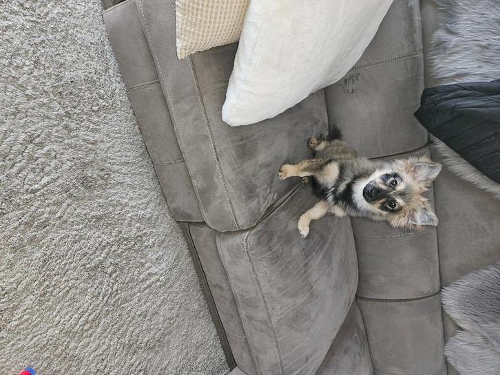 Pomiriaan pupy, Dieren en Toebehoren, Honden-accessoires, Nieuw, Ophalen