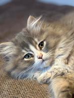 Kittens britse langhaar x Ragdoll, Dieren en Toebehoren, Katten en Kittens | Raskatten | Langhaar, Meerdere dieren, Ontwormd, 0 tot 2 jaar