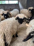 2 walliser schwarznase (dek) rammen uit topdier, Dieren en Toebehoren, Mannelijk, Schaap
