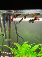 Guppen guppies mannen, Dieren en Toebehoren, Vissen | Aquariumvissen, Vis
