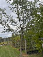 Salix alba, schiet wilg, Volle zon, In pot, Overige soorten, Ophalen of Verzenden