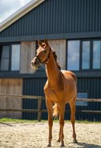 Grote KWPN jaarling merrie (v. One Million), Dieren en Toebehoren, Paarden, Merrie, Minder dan 160 cm, Gechipt, Niet van toepassing