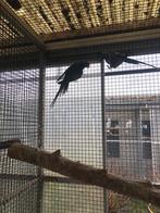 Derbijan Parkieten 2014 koppel birds vogels papagaaien, Dieren en Toebehoren, Meerdere dieren, Parkiet