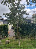 Hoogstam en laagstam pruimenbomen, fruitbomen, Ophalen, Lente, Overige soorten