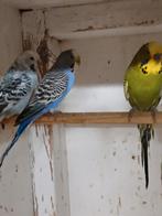 Grasparkieten te koop, Dieren en Toebehoren