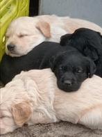 Kruising puppy's middelgrote hond, Dieren en Toebehoren, Honden | Niet-rashonden, Rabiës (hondsdolheid), 8 tot 15 weken, Meerdere