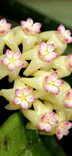 Hoya sp. Bengkulu (Rindu Rafflesia)🪴, Huis en Inrichting, Ophalen of Verzenden, In pot, Halfschaduw, Minder dan 100 cm