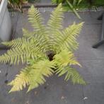 Boomvaren Dicksonia Antarctica, Tuin en Terras, Ophalen of Verzenden, Overige soorten