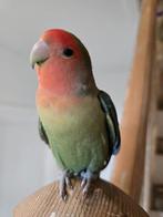 Agapornis roseicollis, vrouwtje genaamd Mango, 1 jaar oud, Dieren en Toebehoren, Vrouwelijk, Dwergpapegaai of Agapornis