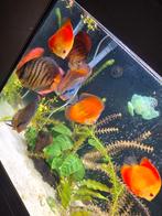Discus vissen, Dieren en Toebehoren, Vissen | Aquariumvissen, Vis