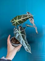 Alocasia Bambino Arrow knolletjes/plantje, Huis en Inrichting, Kamerplanten, Ophalen of Verzenden, Overige soorten, Minder dan 100 cm