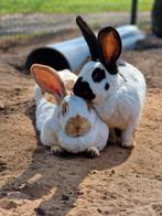 2 Groot Lotharinger konijnen, Dieren en Toebehoren, Konijnen, Meerdere dieren, Groot
