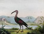 Antieke vogelprent Zwarte Ibis 18e eeuw, Antiek en Kunst, Ophalen of Verzenden