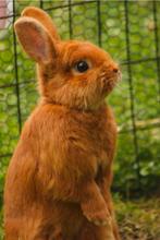 Thrianta konijntjes, Dieren en Toebehoren, Meerdere dieren