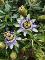 Passiebloem, Tuin en Terras, Planten | Tuinplanten, Ophalen, Zomer, Overige soorten, Volle zon