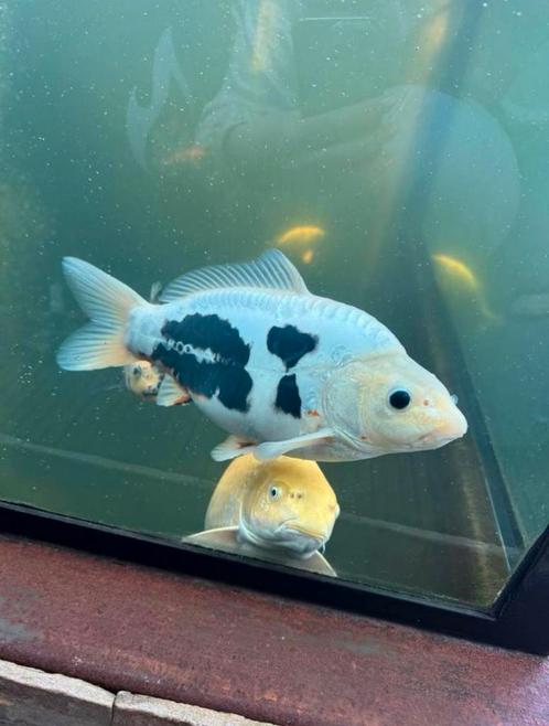 Kumonryu Nisai (2 jaar), Dieren en Toebehoren, Vissen | Vijvervissen, Karper of Koi