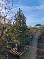 Diverse Pinus XXL Bomen, Tuin en Terras, Planten | Bomen, Bloeit niet, Overige soorten, 250 tot 400 cm, Ophalen