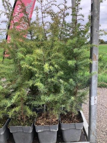 Juniperus communis, Jeneverbes boompjes, wilde vorm  beschikbaar voor biedingen