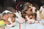 Beagle pups met stamboom, CDV (hondenziekte), Particulier, 8 tot 15 weken, Meerdere dieren