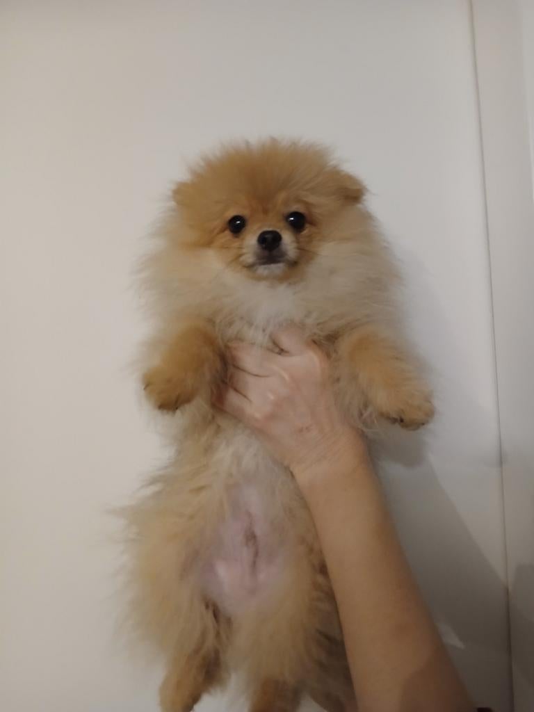 Te ruil of te koop: dwergkees reu, Dieren en Toebehoren, Honden | Poolhonden, Keeshonden en Oertypen, 15 weken tot 1 jaar, Reu