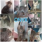 Lieve kittens en katten ter adoptie, Dieren en Toebehoren, Katten en Kittens | Overige Katten, Meerdere dieren