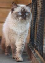 Ragdoll dekkater met stamboom, draagt cinnamon., Dieren en Toebehoren, Katten en Kittens | Dekkaters